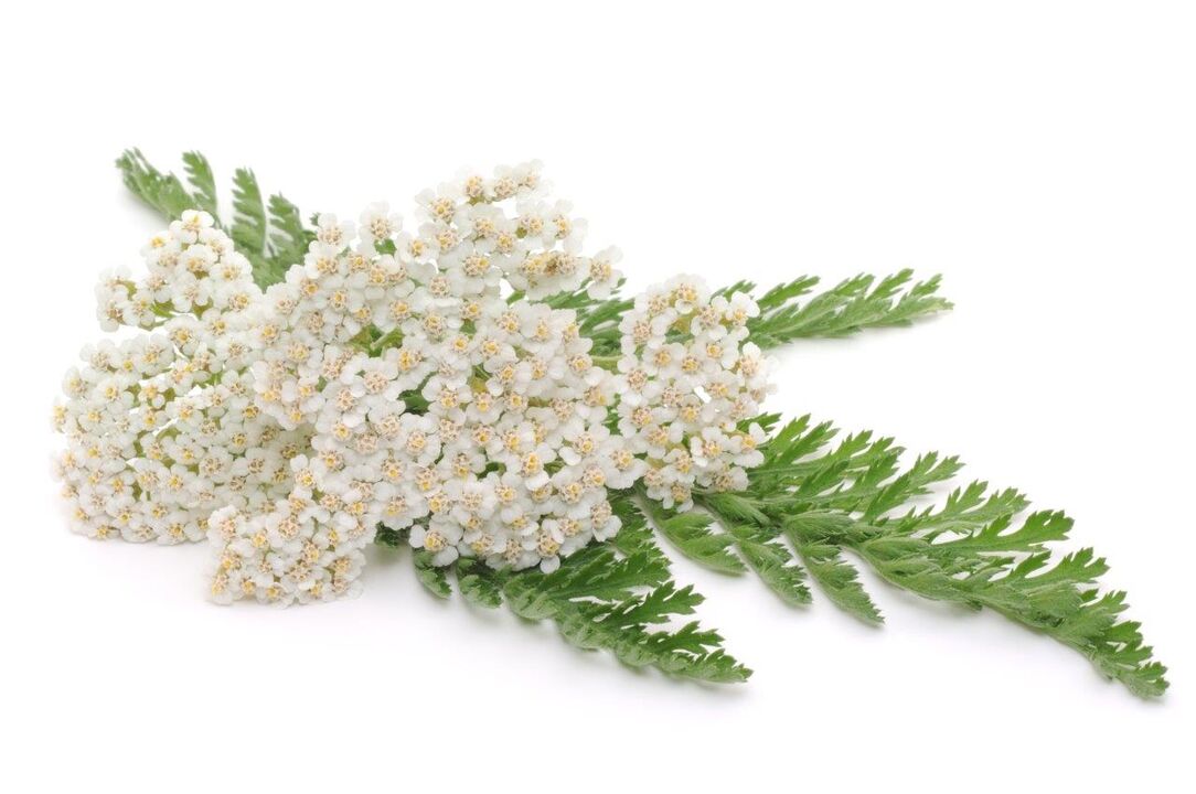 Yarrow - composición da crema Proctonic